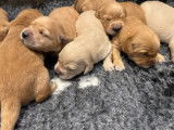 Chiots Golden Retrievers LOF nés août et septembre 2025 à réserver