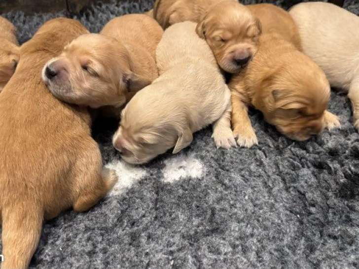Chiots Golden Retrievers LOF nés août et septembre 2025 à réserver