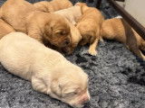 Chiots Golden Retrievers LOF nés août et septembre 2025 à réserver