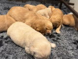 Chiots Golden Retrievers LOF nés août et septembre 2025 à réserver