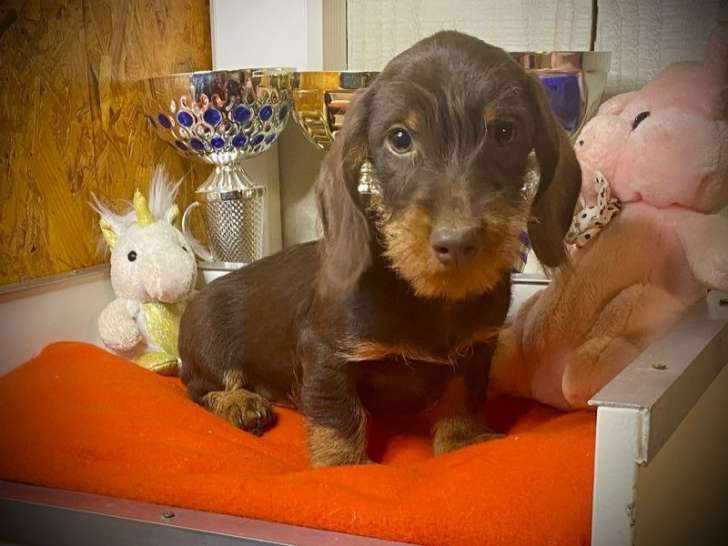 3 chiots Teckel à poil dur, couleur chocolat, non LOF nés juin 2025 à vendre