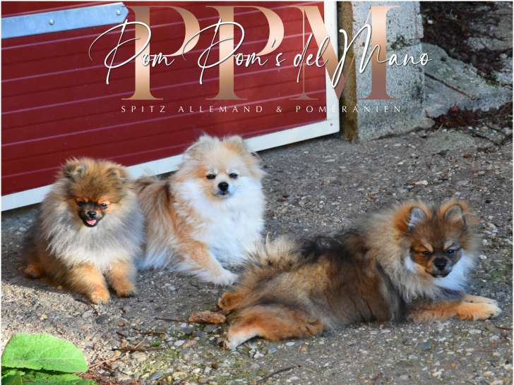 Les bébés avec maman (qui est en mue post mise bas)