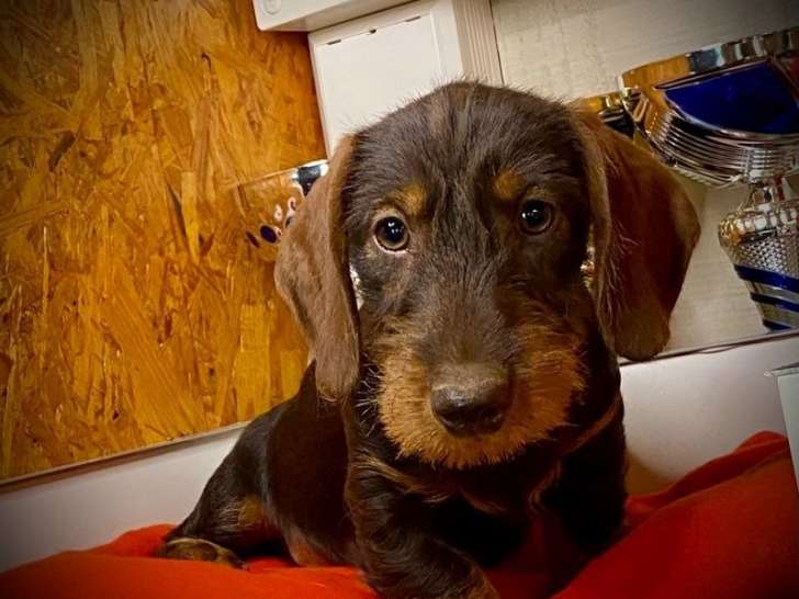 2 chiots Teckels à poil dur, couleur chocolat, LOF nés juin 2025 à vendre