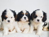 4 chiots Cavaliers King Charles LOF nés juillet 2025 à réserver