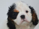 4 chiots Cavaliers King Charles LOF nés juillet 2025 à réserver