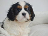 4 chiots Cavaliers King Charles LOF nés juillet 2025 à réserver