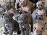 7 chiots Cane Corso LOF nés juillet 2025 à réserver