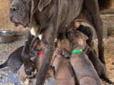 7 chiots Cane Corso LOF nés juillet 2025 à réserver