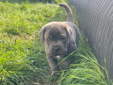 Chiot Cane Corso à vendre
