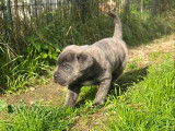 Chiot Cane Corso à vendre