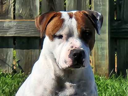 Mâle Staffordshire Bull Terrier disponible pour saillie