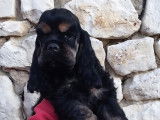 Jolis chiots Cocker Spaniel Am&eacute;ricain LOF &agrave; vendre