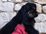 Jolis chiots Cocker Spaniel Am&eacute;ricain LOF &agrave; vendre