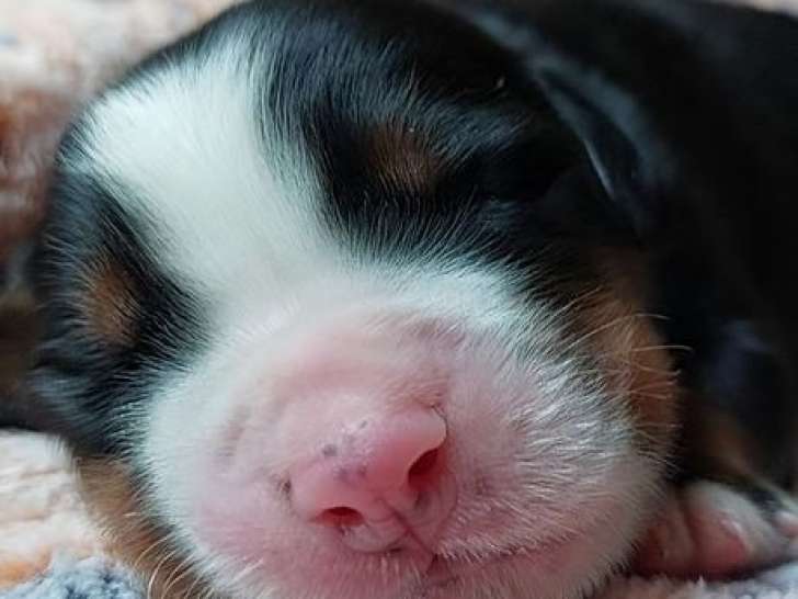 8 chiots Bouviers Bernois LOF nés septembre 2025 à réserver