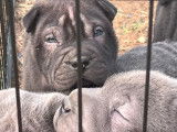 2 chiots de type Shar-Peï à vendre