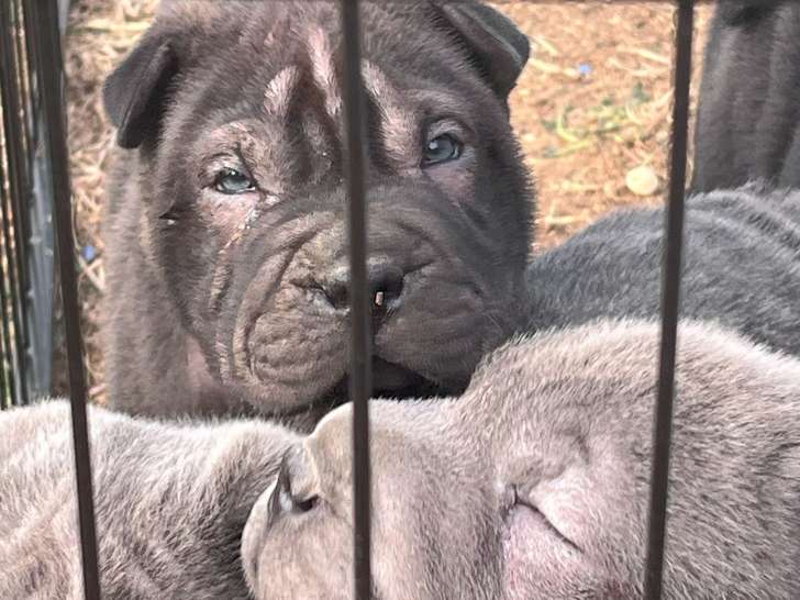 2 chiots de type Shar-Peï à vendre