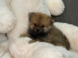 1 chiot mâle Spitz Nain LOF à vendre