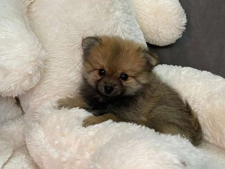 1 chiot mâle Spitz Nain LOF à vendre
