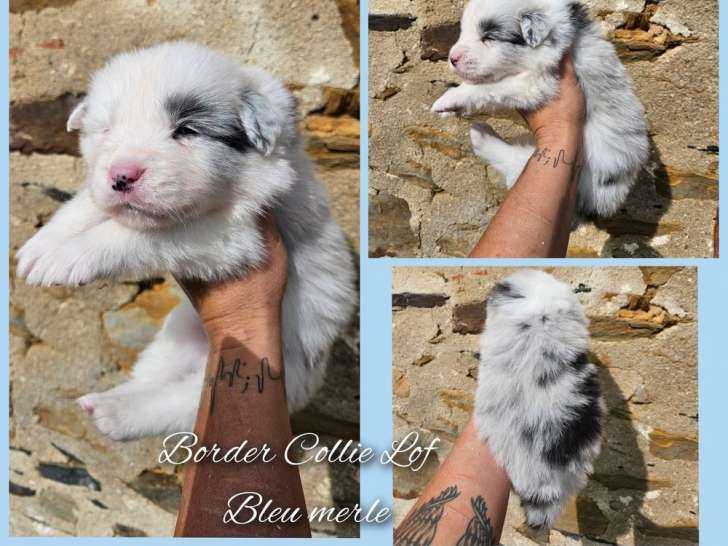 7 chiots Border Collies LOF nés août 2025 à réserver