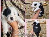 7 chiots Border Collies LOF nés août 2025 à réserver