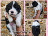 7 chiots Border Collies LOF nés août 2025 à réserver
