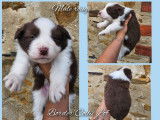 7 chiots Border Collies LOF nés août 2025 à réserver