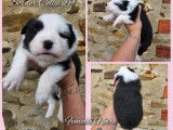 7 chiots Border Collies LOF nés août 2025 à réserver