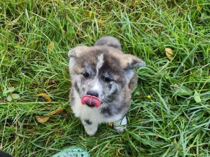 À vendre, 6 chiots Akita Inus LOF de septembre 2025, bringé et roux, mâles et femelles
