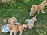 À vendre, 6 chiots Akita Inus LOF de septembre 2025, bringé et roux, mâles et femelles