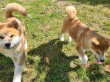 À vendre, 6 chiots Akita Inus LOF de septembre 2025, bringé et roux, mâles et femelles