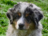 Chiot de race Berger Australien Miniature femelle à vendre