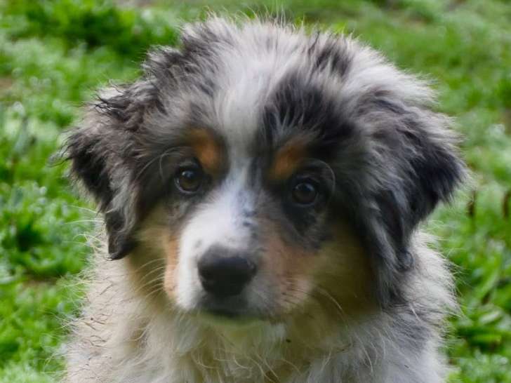 Chiot de race Berger Australien Miniature femelle à vendre