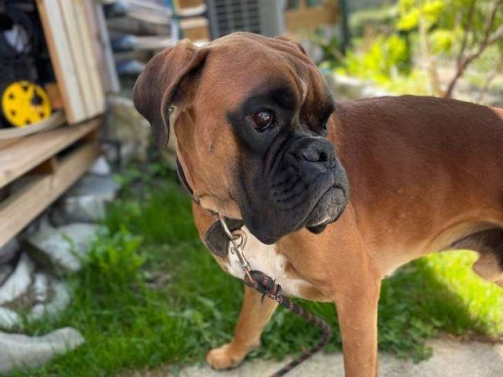 1 Chien Boxer LOF à vendre