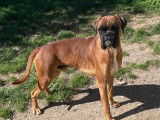 1 Chien Boxer LOF à vendre