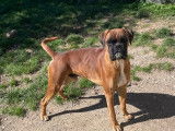 1 Chien Boxer LOF à vendre
