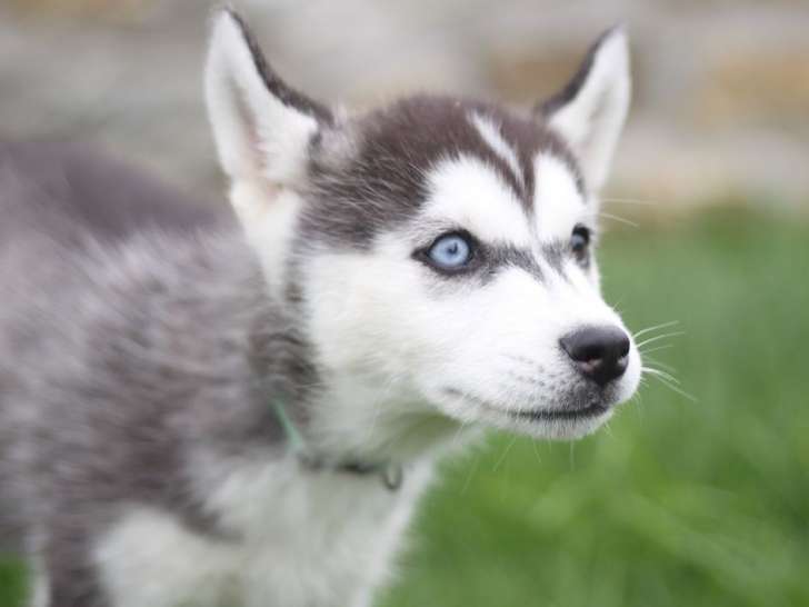 1 chiot femelle Husky Sibérien LOF à vendre, né en juillet 2025