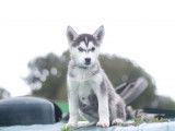 1 chiot femelle Husky Sibérien LOF à vendre, né en juillet 2025