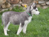 1 chiot femelle Husky Sibérien LOF à vendre, né en juillet 2025