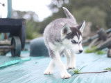 1 chiot femelle Husky Sibérien LOF à vendre, né en juillet 2025