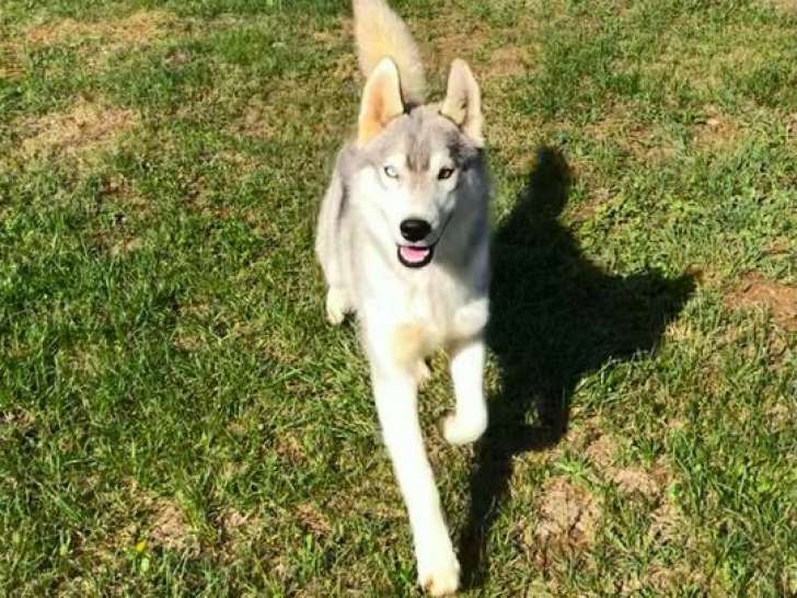 1 chiot mâle Husky Sibérien LOF gris aux yeux vairons à vendre