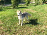 1 chiot mâle Husky Sibérien LOF gris aux yeux vairons à vendre