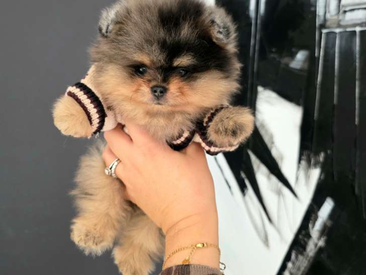 Chiots Spitz Nains de lignées de multichampions à vendre