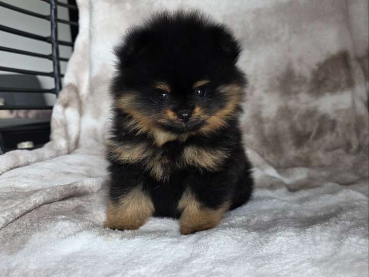 Chiots Spitz Nains de lignées de multichampions à vendre