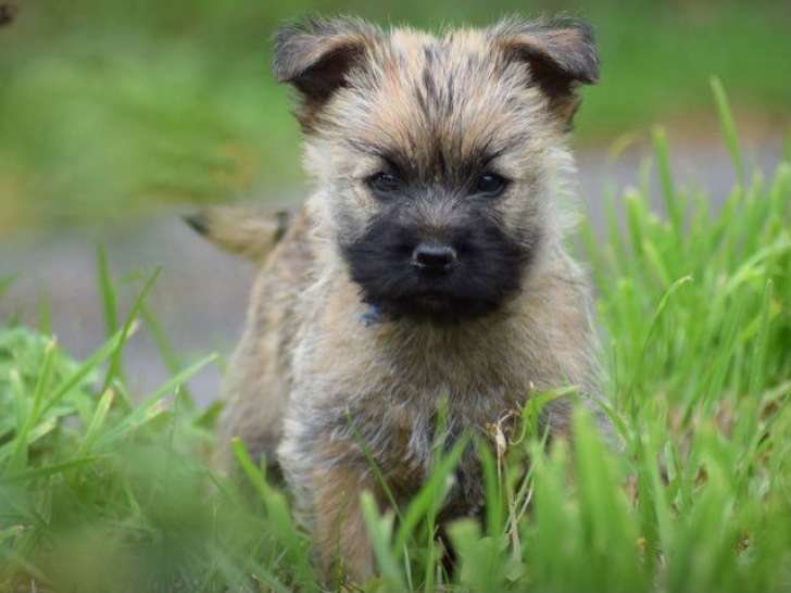 1 chiot Cairn Terrier mâle LOF à vendre