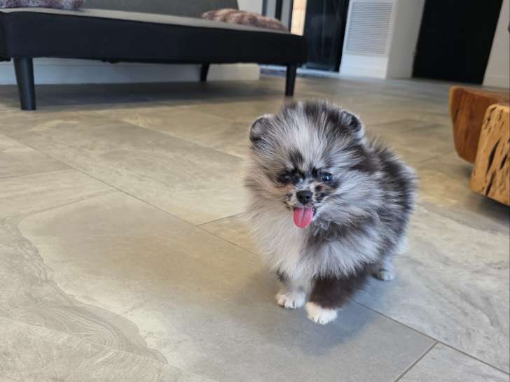 Chiots Spitz Nain merles à vendre