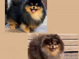 Chiots Spitz Nain merles à vendre