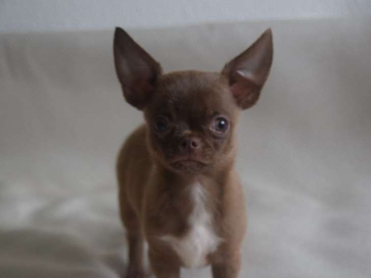 3 chiots mâles Chihuahuas chocolats LOF à vendre
