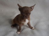 3 chiots mâles Chihuahuas chocolats LOF à vendre