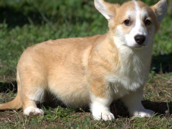4 chiots mâles Welsh Corgi Pembroke LOF à vendre