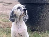 2 chiots mâles Setter anglais LOF Blue Belton à vendre